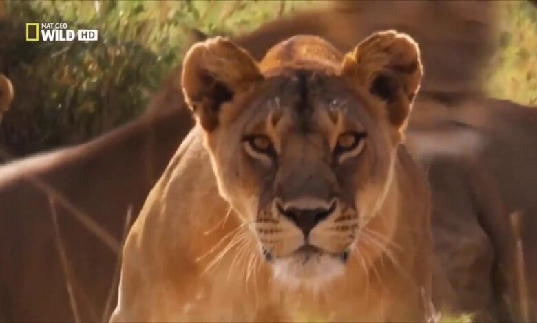 تردد قناة ناشيونال جيوغرافيك أبوظبي 2026 لمشاهدة أروع الوثائقيات بجودة HD