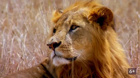 اضبط الآن.. تردد قناة ناشيونال جيوغرافيك نايل سات 2026 الجديد وطريقة تثبيتها على الرسيفر بخطوات سهلة