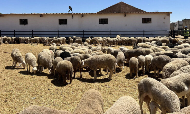 تحديث عاجل.. إغلاق منصة أضاحي قريبًا مع احتمالية إعادة فتح التسجيل مجددًا