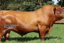 قفزة جديدة في أسعار العجول قبل عيد الأضحى 2026 اليوم الثلاثاء 28 أبريل.. أحدث تحديثات السوق وقائمة الأسعار لحظة بلحظة