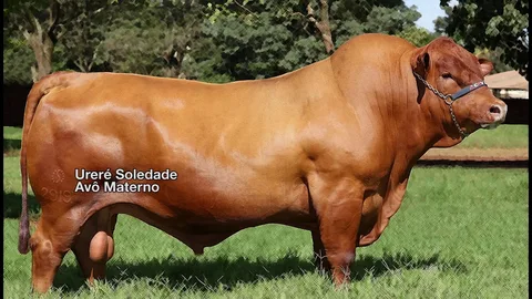 قفزة جديدة في أسعار العجول قبل عيد الأضحى 2026 اليوم الثلاثاء 28 أبريل.. أحدث تحديثات السوق وقائمة الأسعار لحظة بلحظة