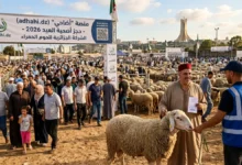 رابط تسجيل أضحية العيد 2026 في الجزائر ALVIAR.. طريقة الحجز الرسمية خطوة بخطوة قبل نفاد الحصص