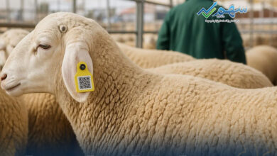 خطوة بخطوة.. طريقة تتبع أضحيتك بعد التسجيل على منصة أضحية العيد 2026 بسهولة