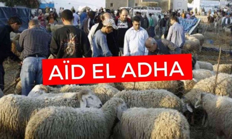 قفزة غير مسبوقة.. أسعار أضاحي العيد في تونس 2026 تثير الجدل وتوقعات السوق